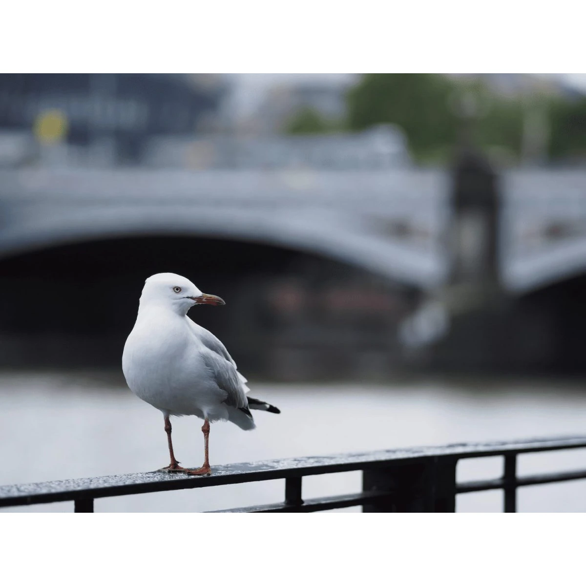 Olympus 75mm 1:1.8 SILVER M.ZUIKO DIGITAL (ET-M7518) Lense Micro FT - Image 3