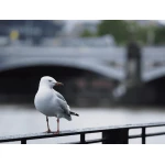 Olympus 75mm 1:1.8 SILVER M.ZUIKO DIGITAL (ET-M7518) Lense Micro FT - Image 3