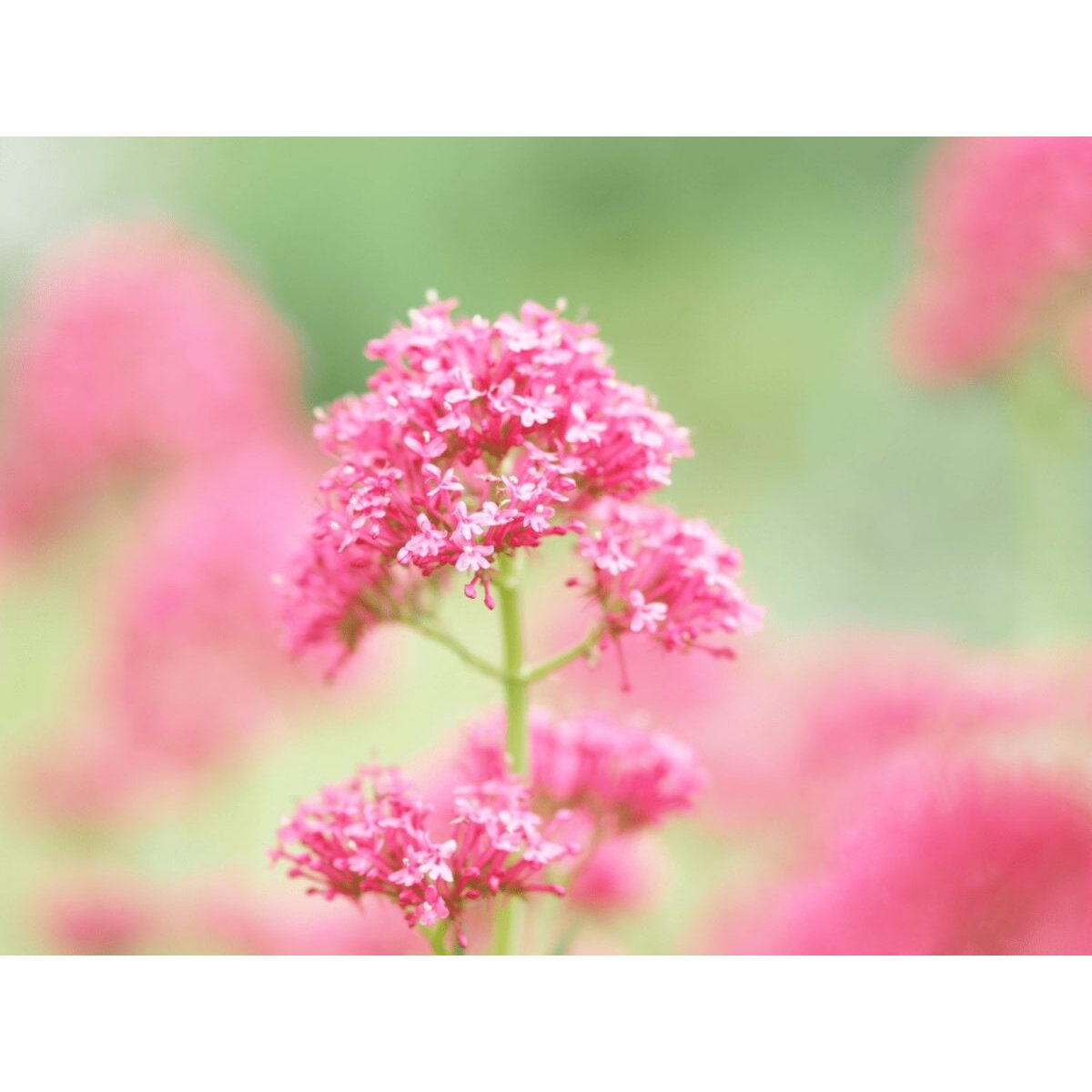 Olympus 75mm 1:1.8 SILVER M.ZUIKO DIGITAL (ET-M7518) Lense Micro FT - Image 5