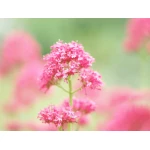 Olympus 75mm 1:1.8 SILVER M.ZUIKO DIGITAL (ET-M7518) Lense Micro FT - Image 5