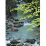 Olympus 75mm 1:1.8 SILVER M.ZUIKO DIGITAL (ET-M7518) Lense Micro FT - Image 4